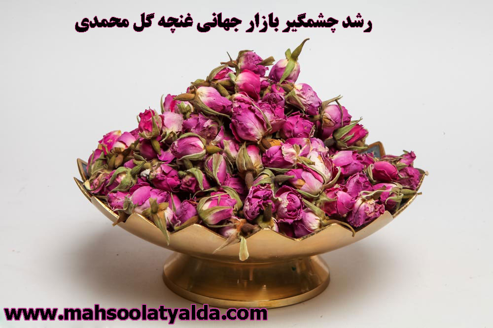 رشد چشمگیر بازار جهانی غنچه گل محمدی