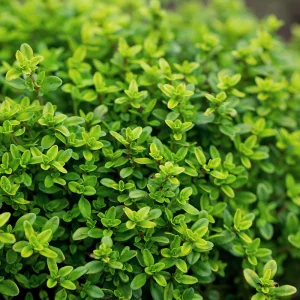 خواص آویشن باغی