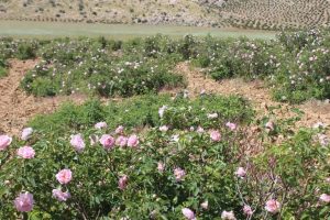 بهترین قیمت عمده غنچه گل محمدی