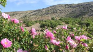 تازه نگه داشتن غنچه گل محمدی در انبار
