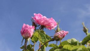 خواص غنچه گل محمدی برای سلامتی و زیبایی