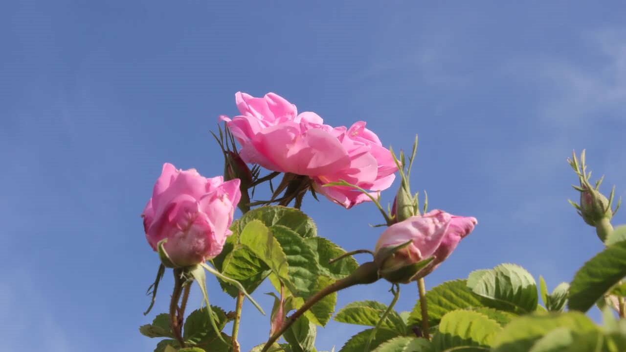 خواص غنچه گل محمدی برای سلامتی و زیبایی