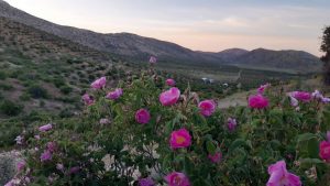 خرید مستقیم غنچه گل محمدی از تولید‌کننده