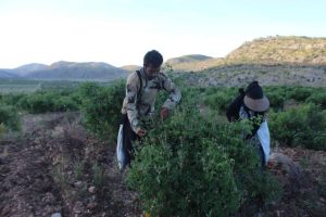 برداشت گل محمدی از مزارع یلدا