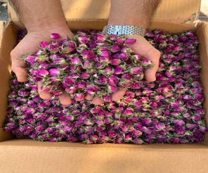 بهترین قیمت عمده غنچه گل محمدی خشک شده